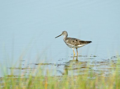 Yellow Legs 7/31/09