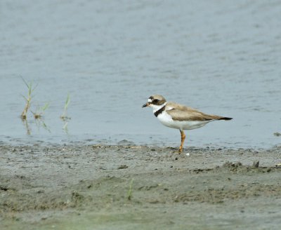 Plover 7/31/09