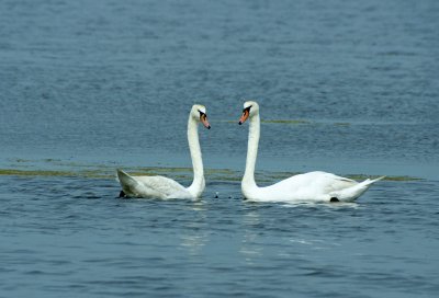 Swans 7/31/09