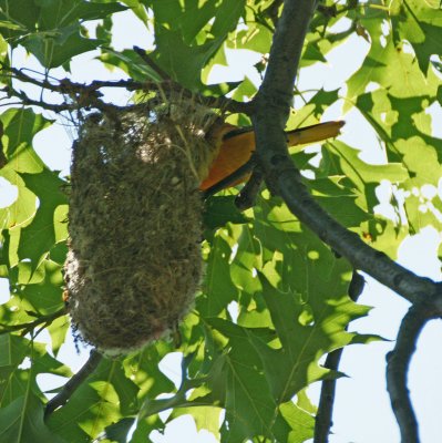 Oriole in nest