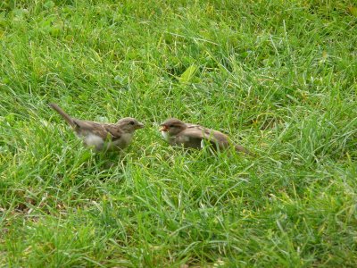 sparrows- feed me! 8/09