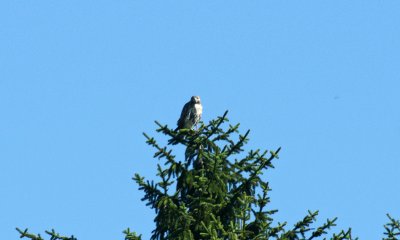 Red tailed Hawk - quite far away. image cropped a lot