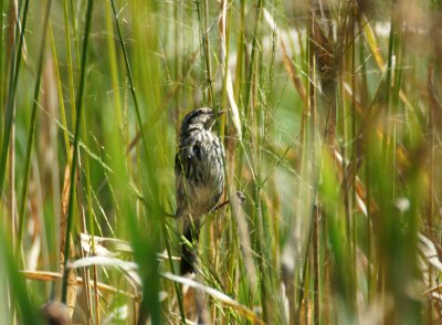 Female Red winged blackbird 9/20/09