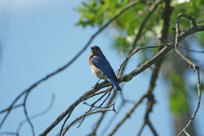 Bluebird 7/5/09