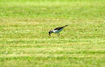 Killdeer with worm at airport 9/5/09