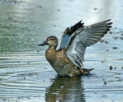 Blue winged teal 9/6/09