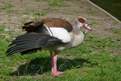 Close up of goose
