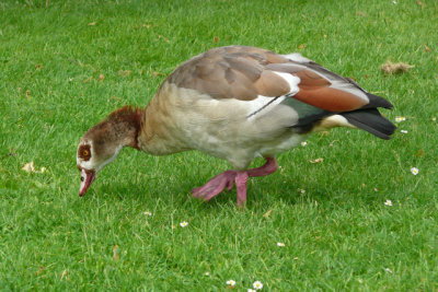 Egpytian Goose maybe?