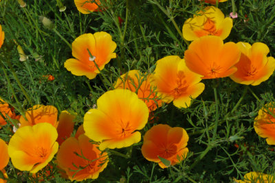 Poppies - a different variety