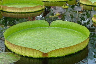 Lily Pad