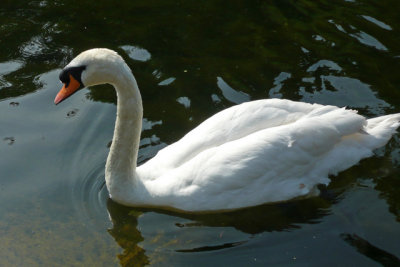 Swan