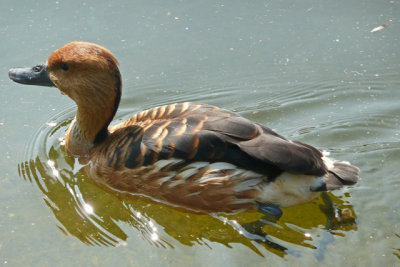 fulvous whistling duck