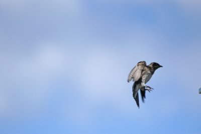 purple martin coming in for a landing