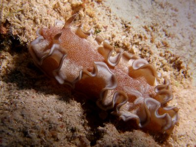 Glossodoris hikuerensis2.JPG