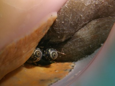 Ogen van de conch-schelp.jpg