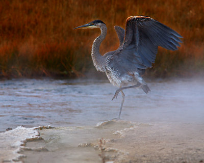 Heron with a Hot-Foot