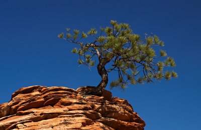 Zion's Lone Pine
