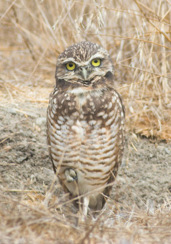 Owl Yoga