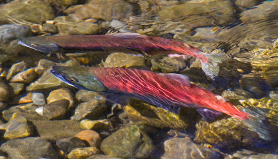 0910-7D-2256SpawnSalmonWeb.jpg