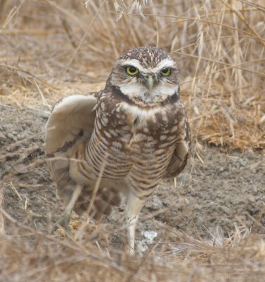 Owl Yoga