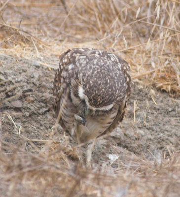 Owl Yoga