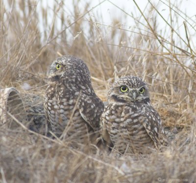 Hawk Alert