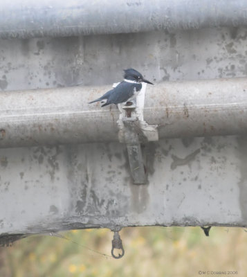 WebKingfisher1.jpg