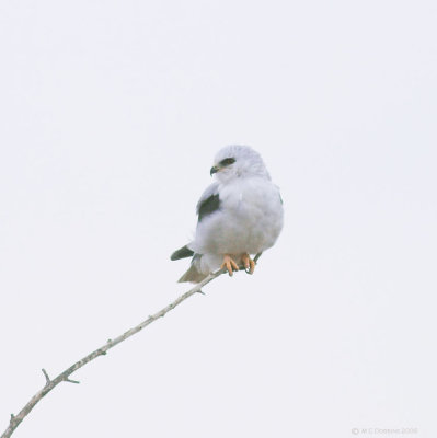 White Tailed Kite