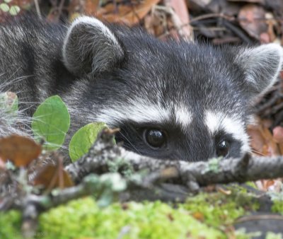 Racoon