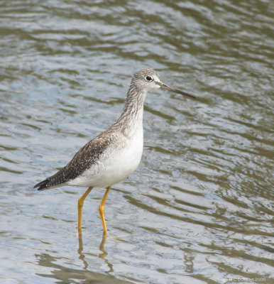 Yellowlegs