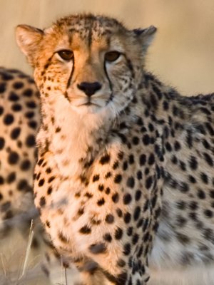 SM-Cheetah-8579.jpg