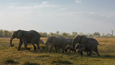 SM-Elephants-0108.jpg