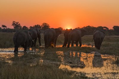 SM-Elephants-0365.jpg