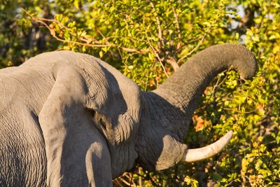 SM-Elephants-8805.jpg