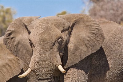 SM-Elephants-9092.jpg