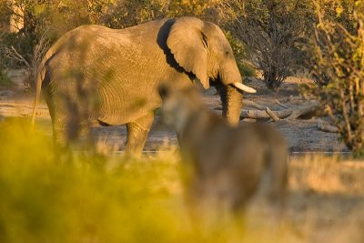 SM-Elephants-9160.jpg