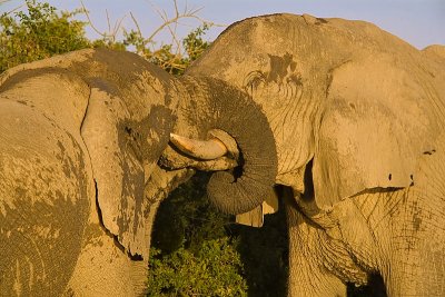 SM-Elephants-9286.jpg