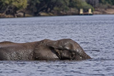 SM-Elephants-9479.jpg