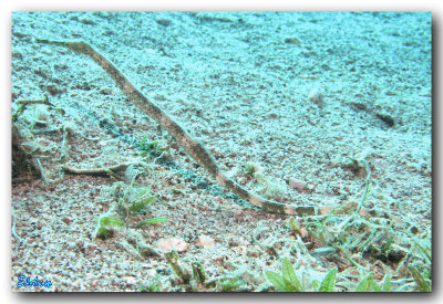 Red sea - Eilat (July_2008)