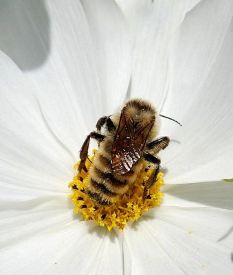 Bee On White Cosmos