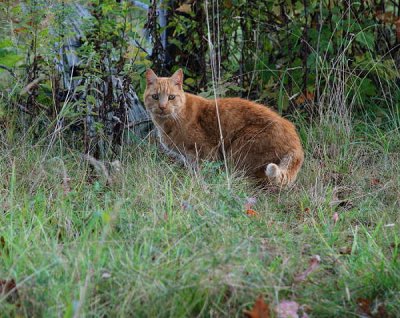  Orange Cat