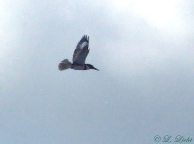 belted_kingfisher