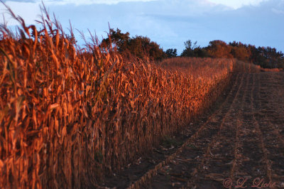 the_cornfield