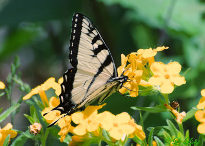 butterflies_