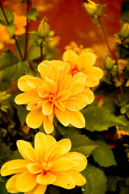 Fall Flowers