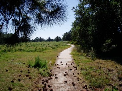 City Park - New Orleans - Pines