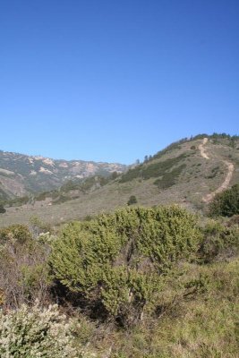 Recent firebreak on Prewitt Ridge