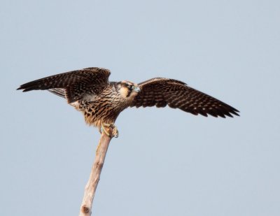 Juvenile Peregrine Falcon