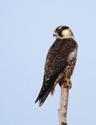 Immature Peregrine Falcon