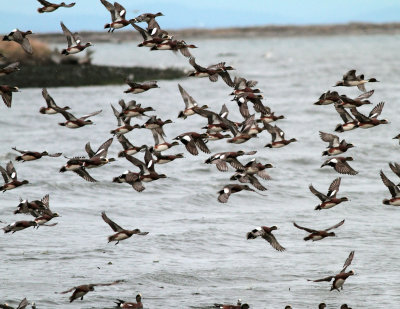 American Wigeon